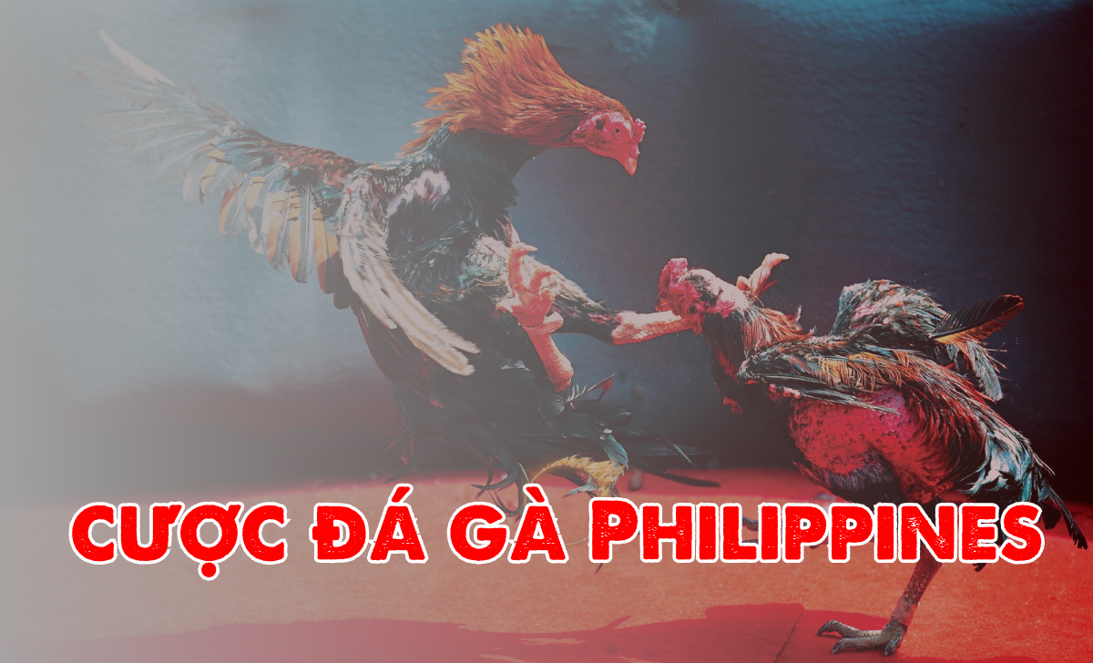 đá gà philippines nhà cái B52