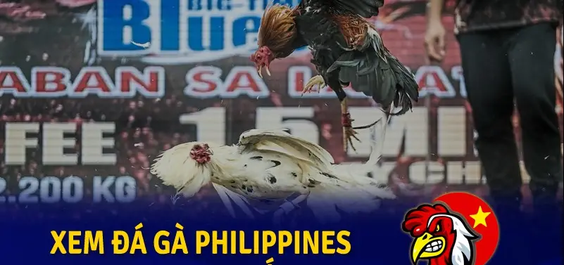 Đá Gà Philippines Qua Nhà Cái B52 - Trải Nghiệm Cá Cược Đầy Hấp Dẫn Trải nghiệm cá cược đá gà philippines nhà cái B52