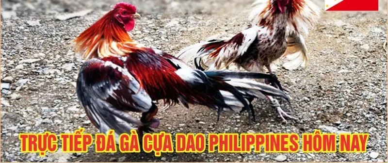 Đá Gà Philippines Qua Nhà Cái B52 - Trải Nghiệm Cá Cược Đầy Hấp Dẫn Đánh giá cá cược đá gà philippines nhà cái B52