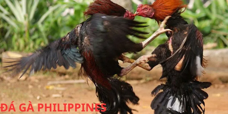Đá Gà Philippines Qua Nhà Cái B52 - Trải Nghiệm Cá Cược Đầy Hấp Dẫn Quy tắc đá gà philippines nhà cái B52