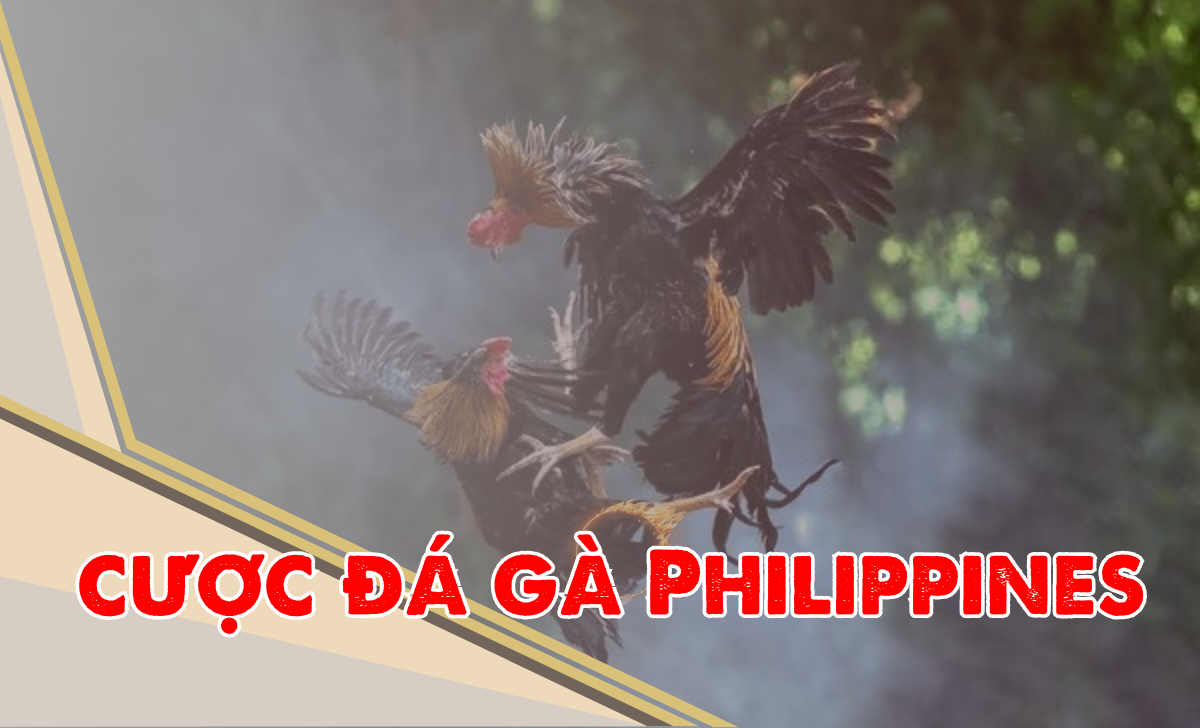 Đá Gà Philippines Qua Nhà Cái B52 - Trải Nghiệm Cá Cược Đầy Hấp Dẫn Hướng dẫn cá cược đá gà philippines nhà cái B52